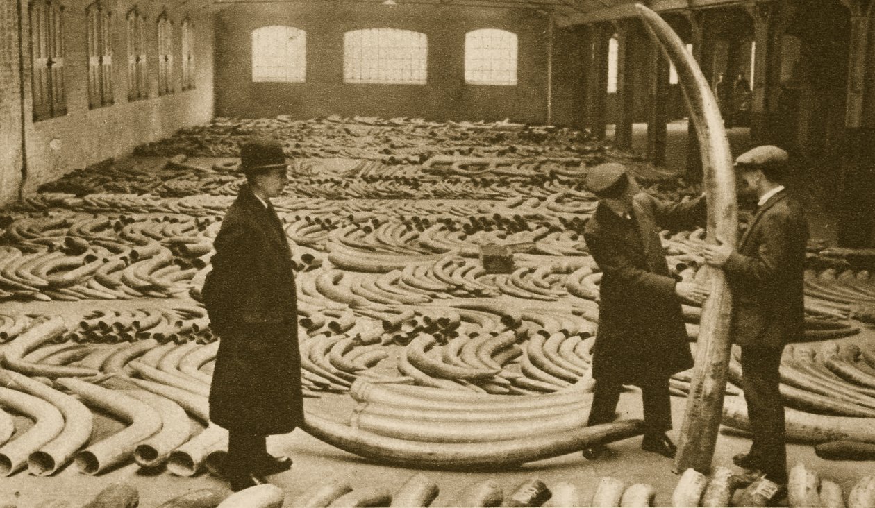 Ivory in a store at the London Docks by English Photographer