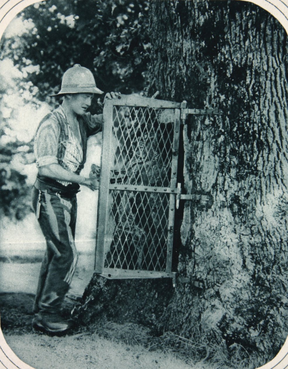 The ingenuity of Tommy: a hollow tree as a meat safe by English Photographer