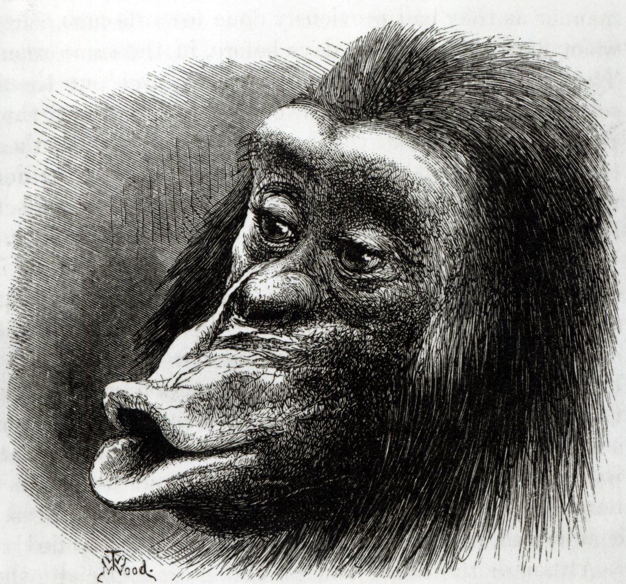 Chimpanzee Disappointed and Sulky by English School