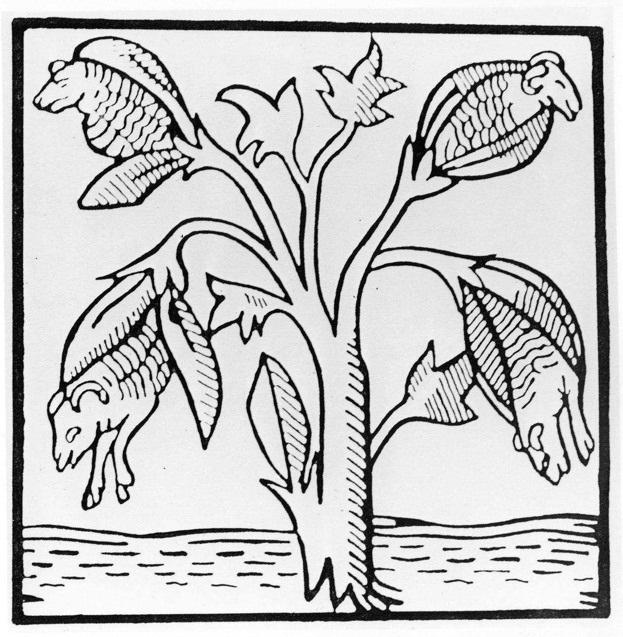Cotton Plant, as Imagined by John Mandeville by English School