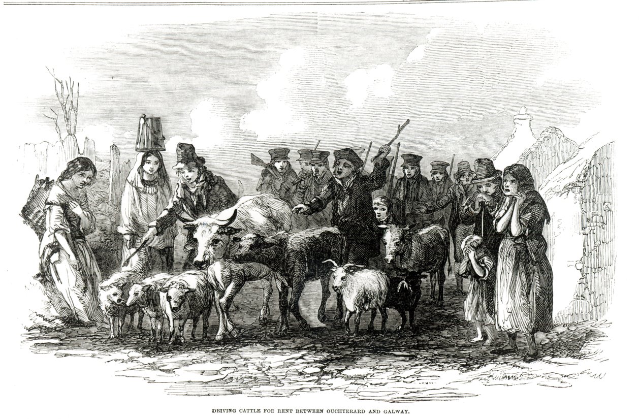 Driving Cattle for Rent between Ouchterard and Galway, from 