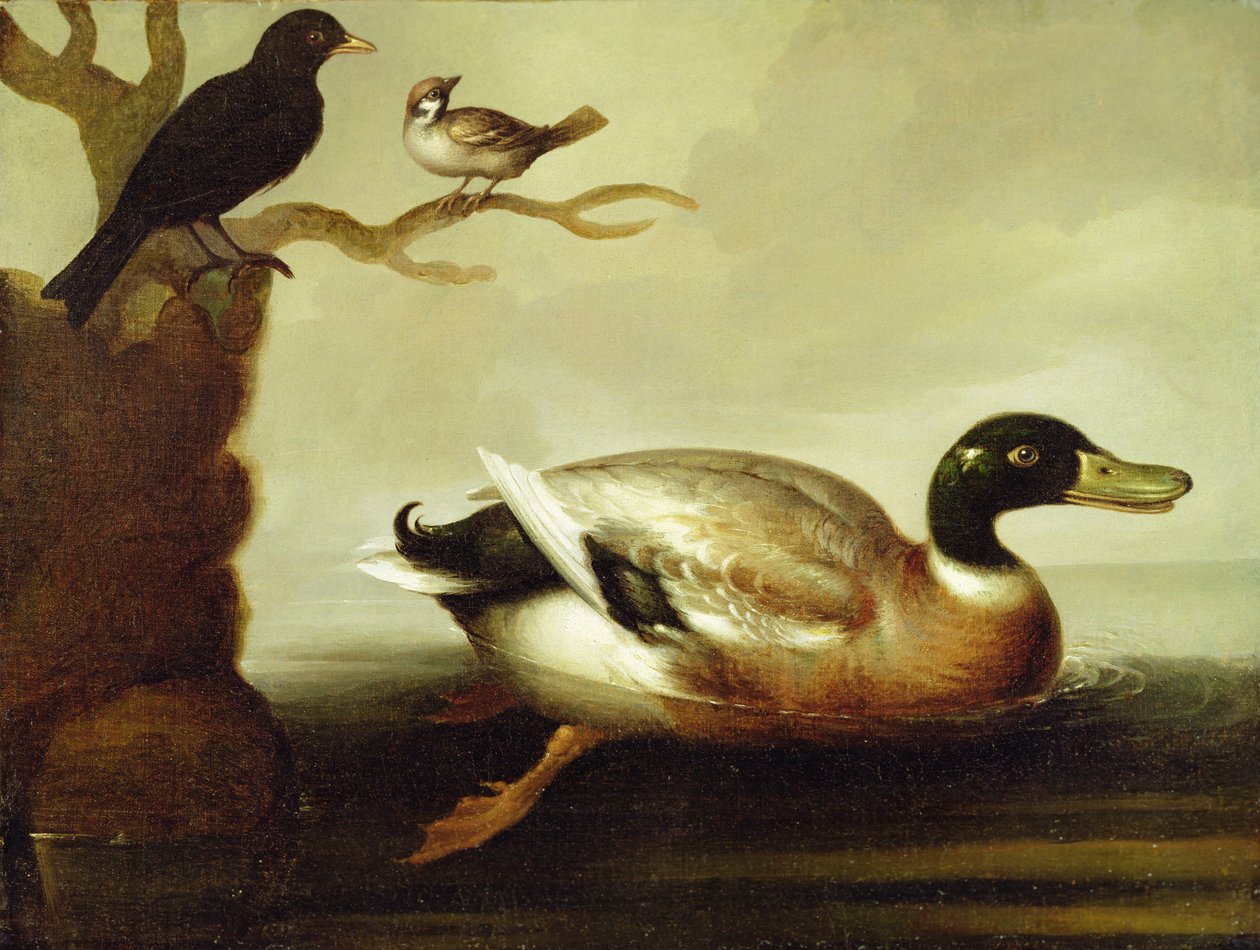 Mallard Duck and Other Birds by English School