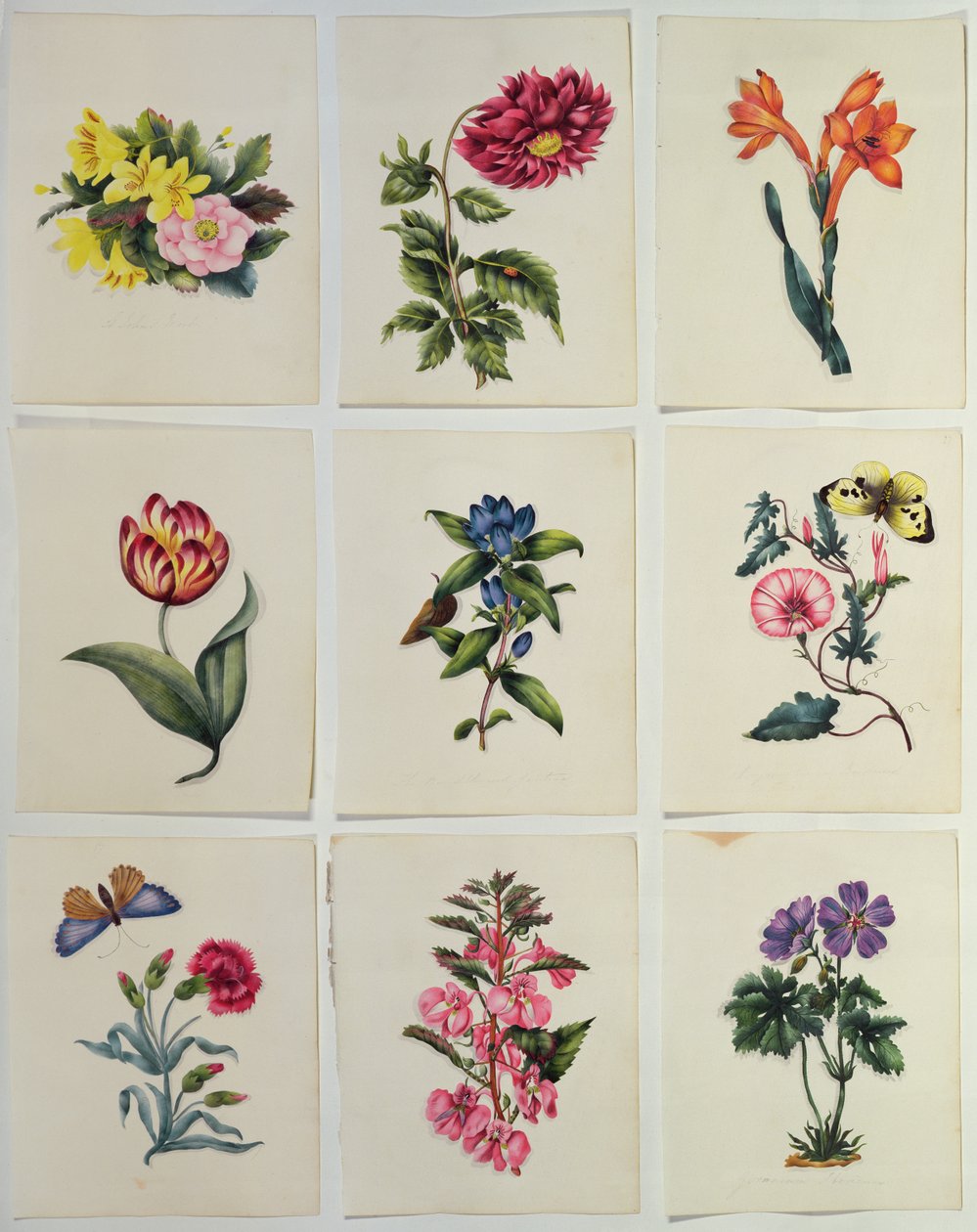 Nine Flower Plates by English School