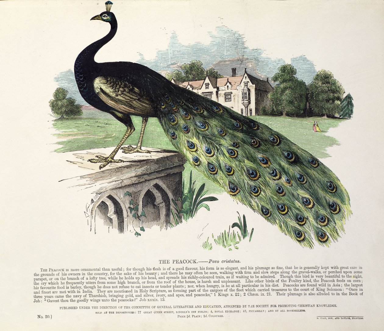 Peacock (Pavo Cristatus) by English School