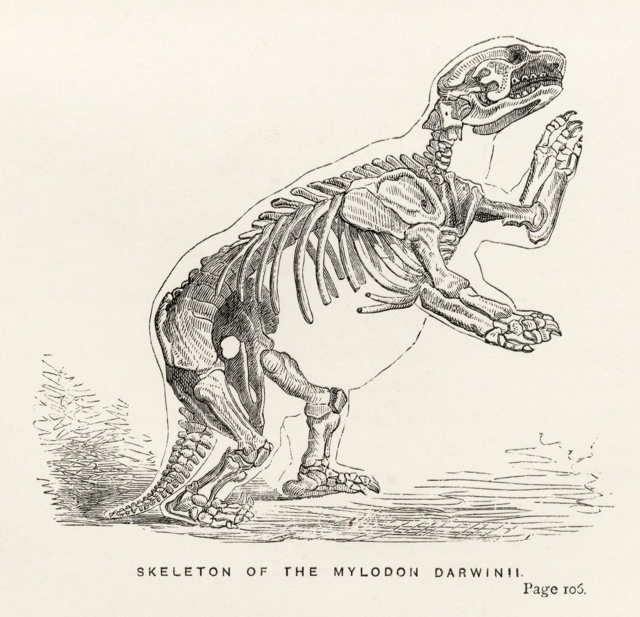 Skeleton of the Mylodon Darwinii, from 
