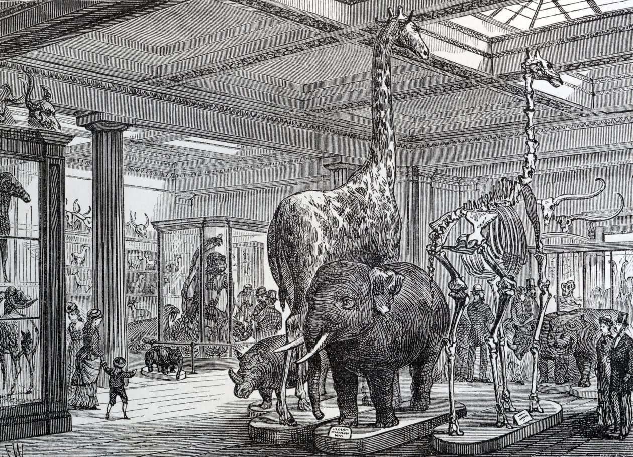 The Mammalia Saloon, illustration from 