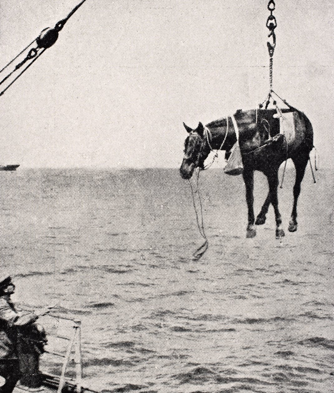 Transferring Horse from Ship to Land in Persian Gulf, from 
