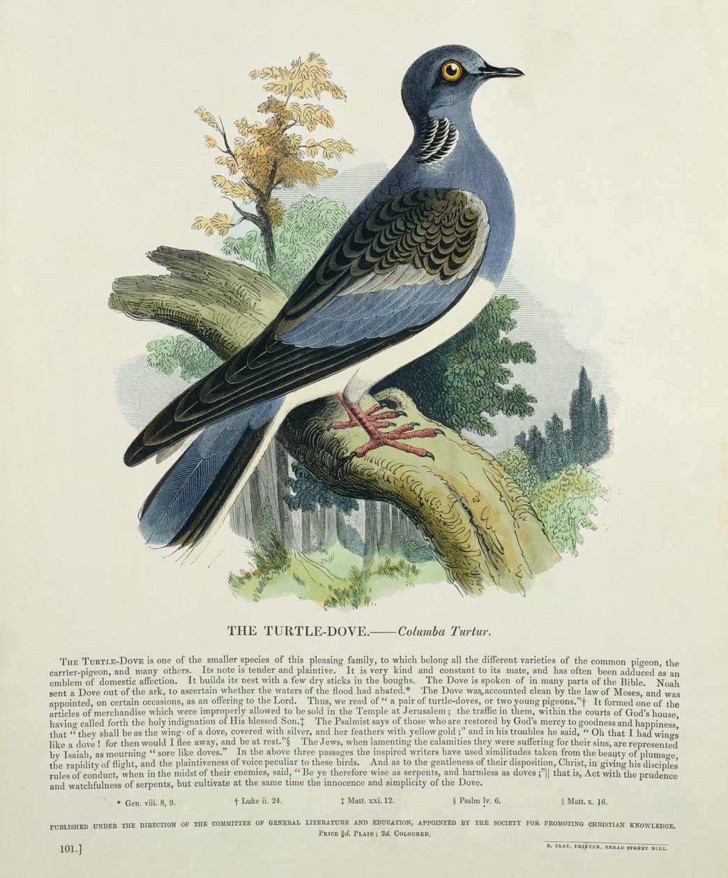 Turtle-Dove (Columba Turur) by English School