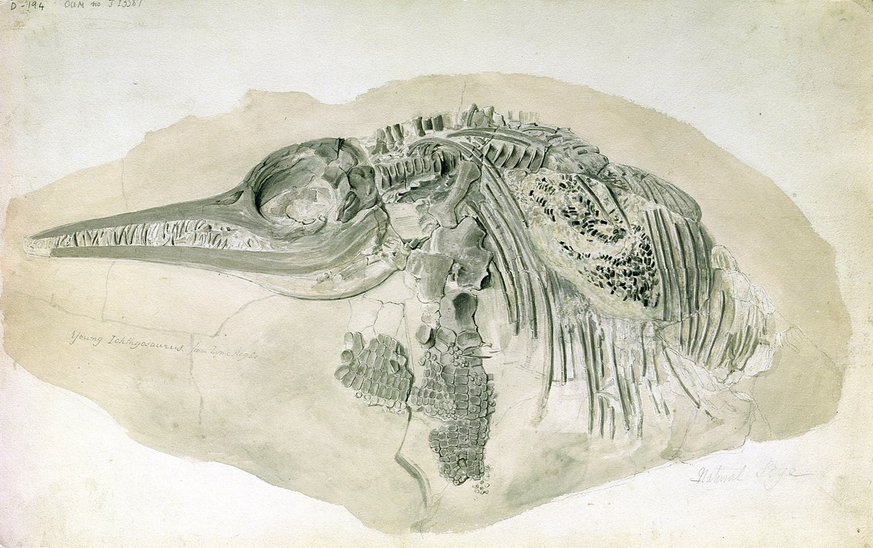 Young Ichthyosaurus from Lyme Regis by English School