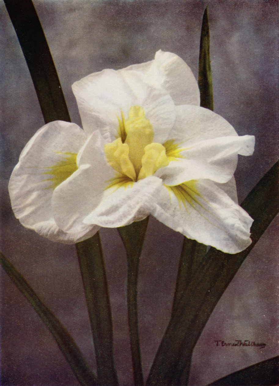 A Double Japanese Form of I Kaempferi by English Photographer