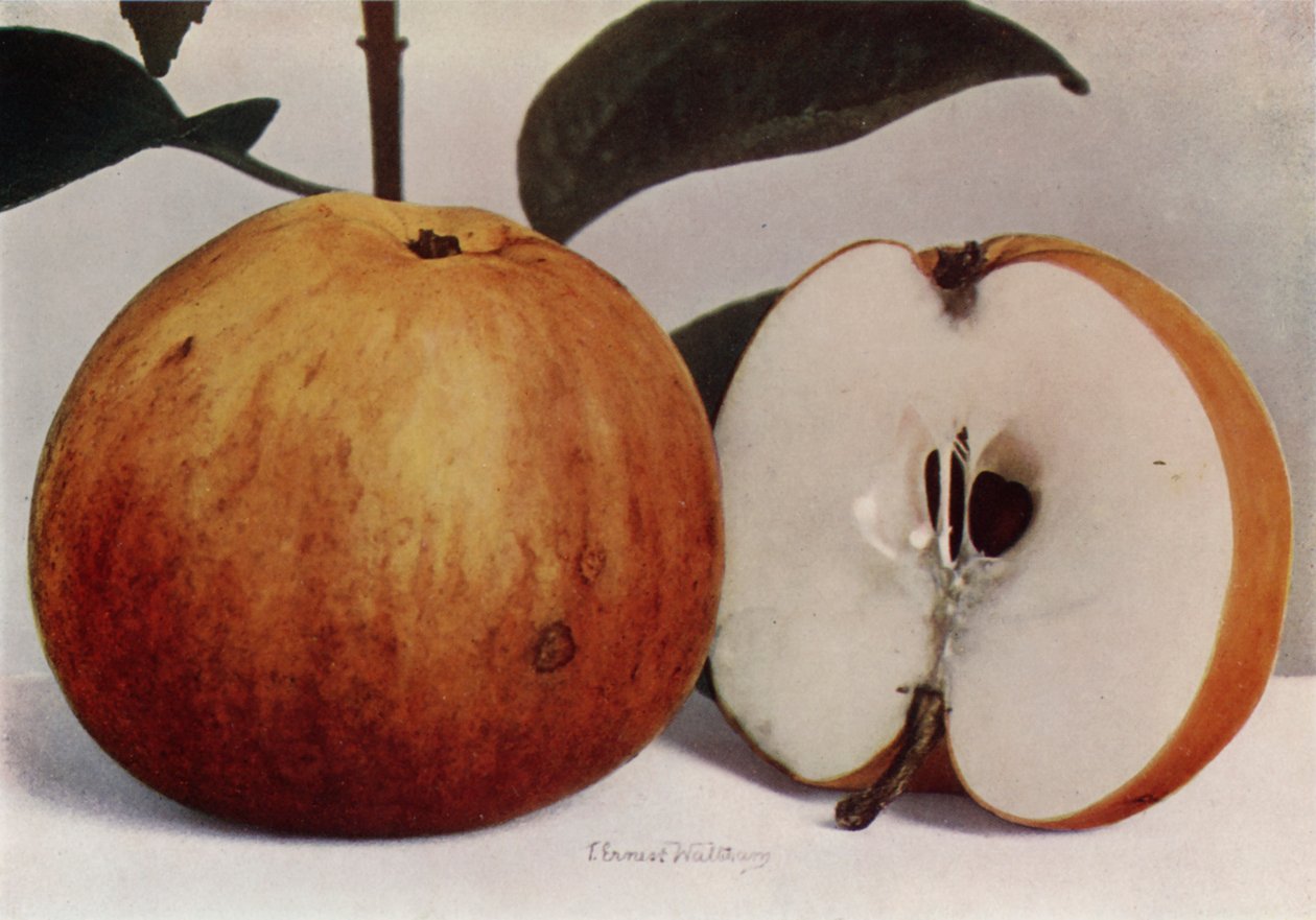 Apple, James Grieve by English Photographer