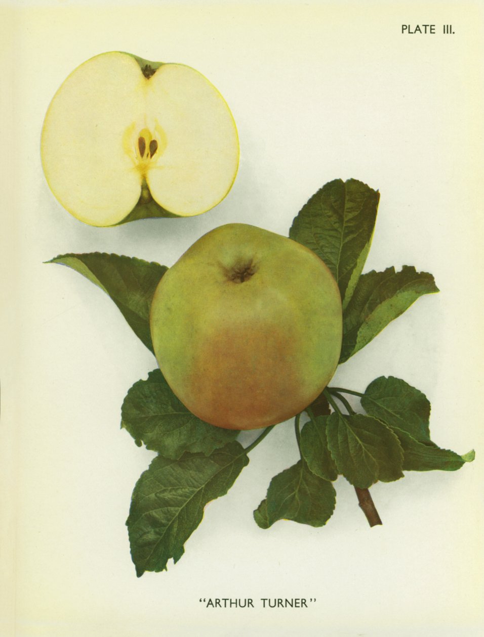 Apples of England: Arthur Turner by English Photographer