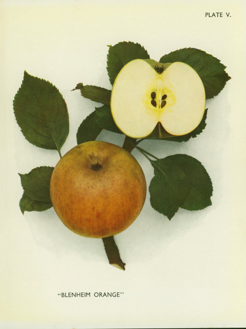 Apples of England: Blenheim Orange by English Photographer