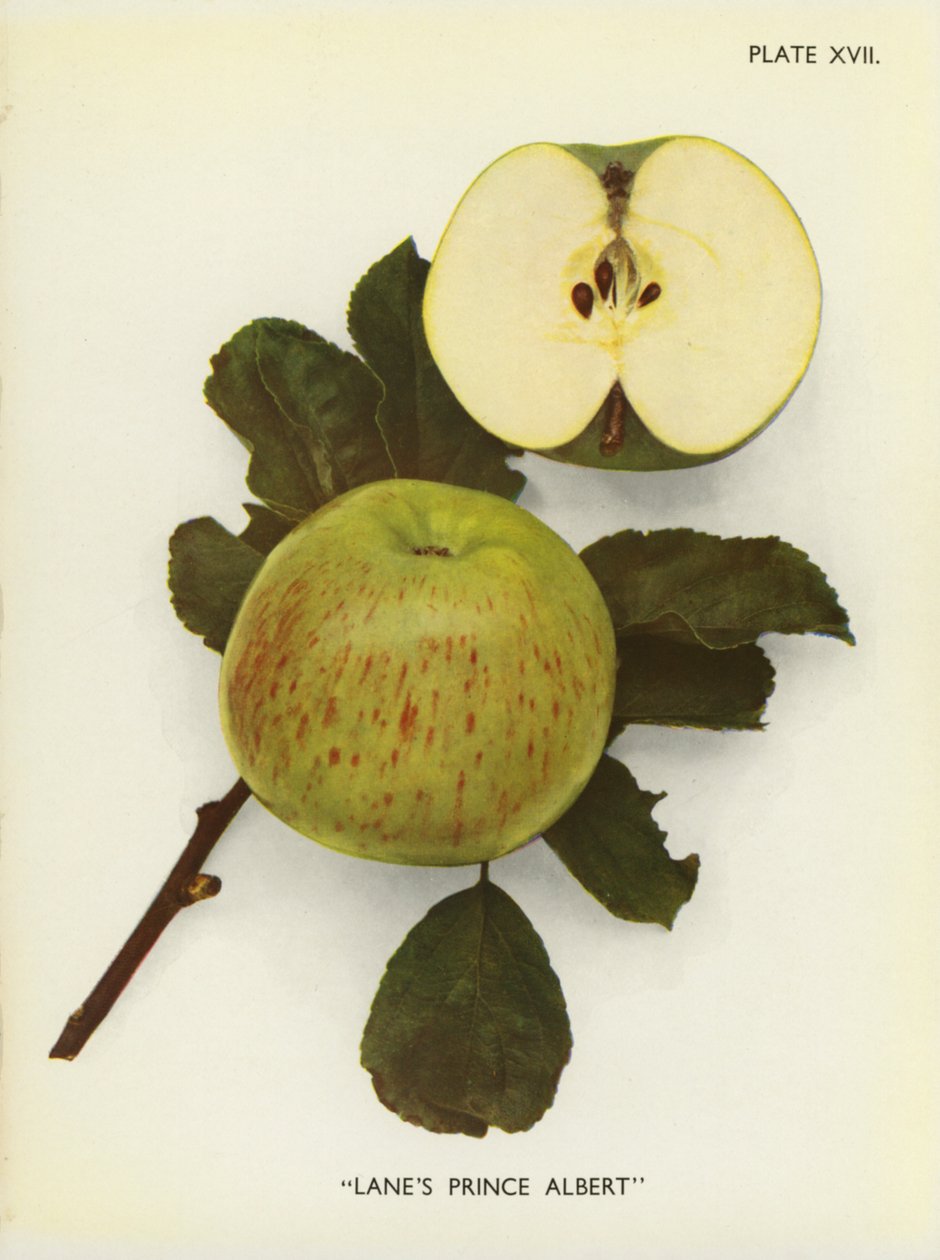 Apples of England: Lane