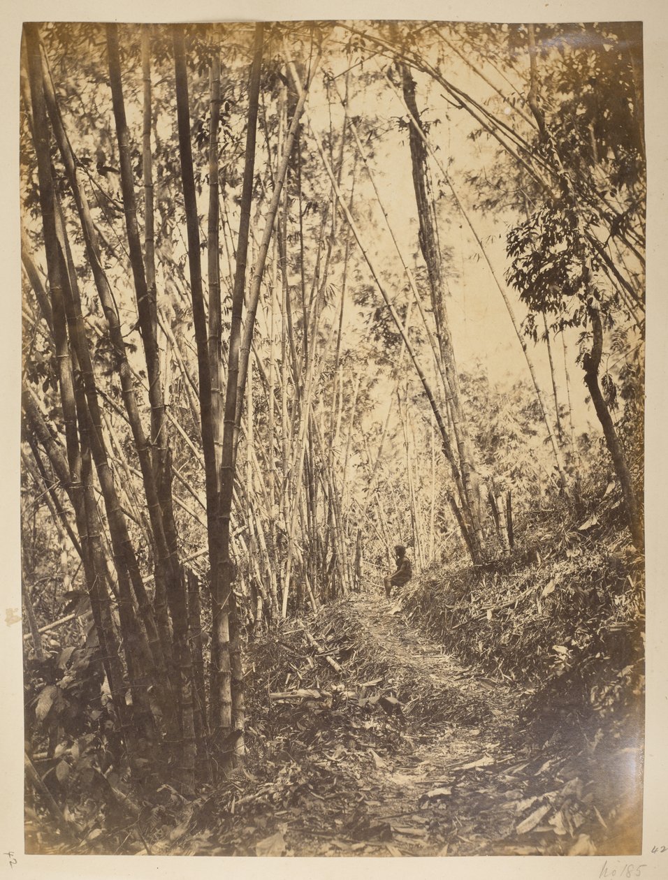 Bamboo Forest on the Teesta. Views of Darjeeling, 1870