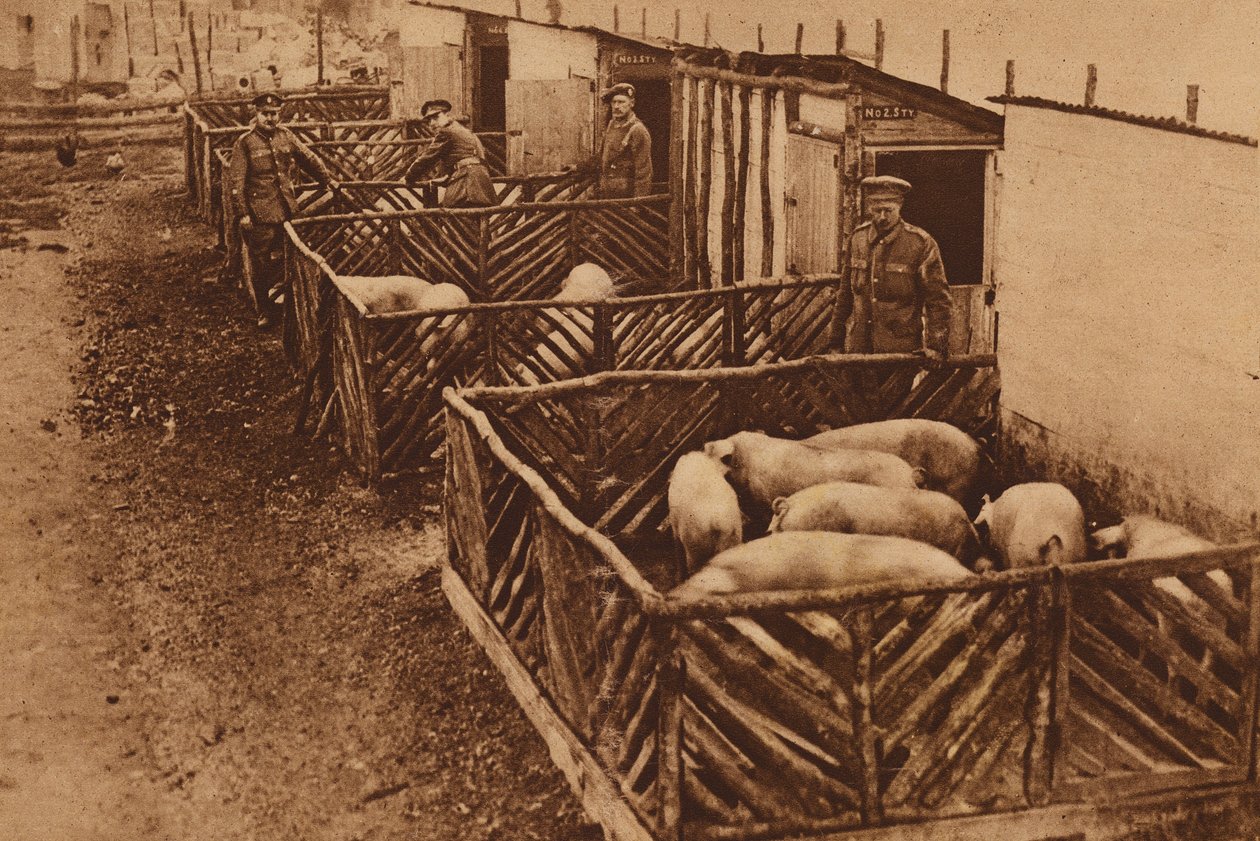 British army piggery during World War I by English Photographer
