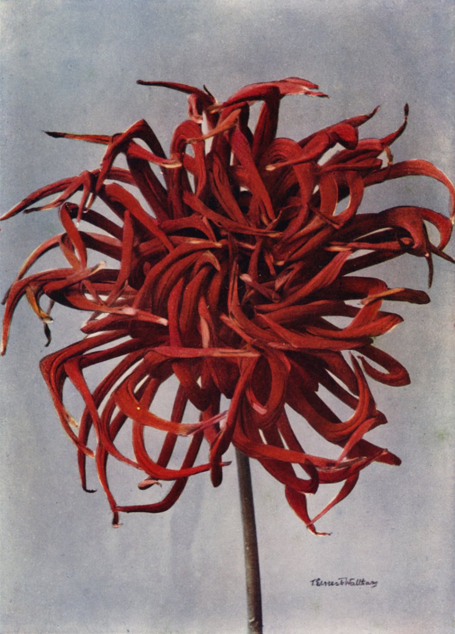 Cactus Dahlia, Conqueror by English Photographer