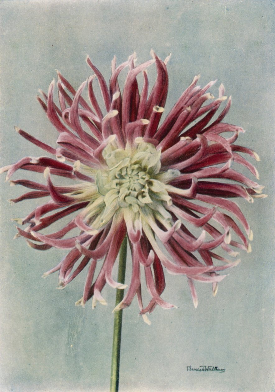 Cactus Dahlia, Mrs Randle by English Photographer