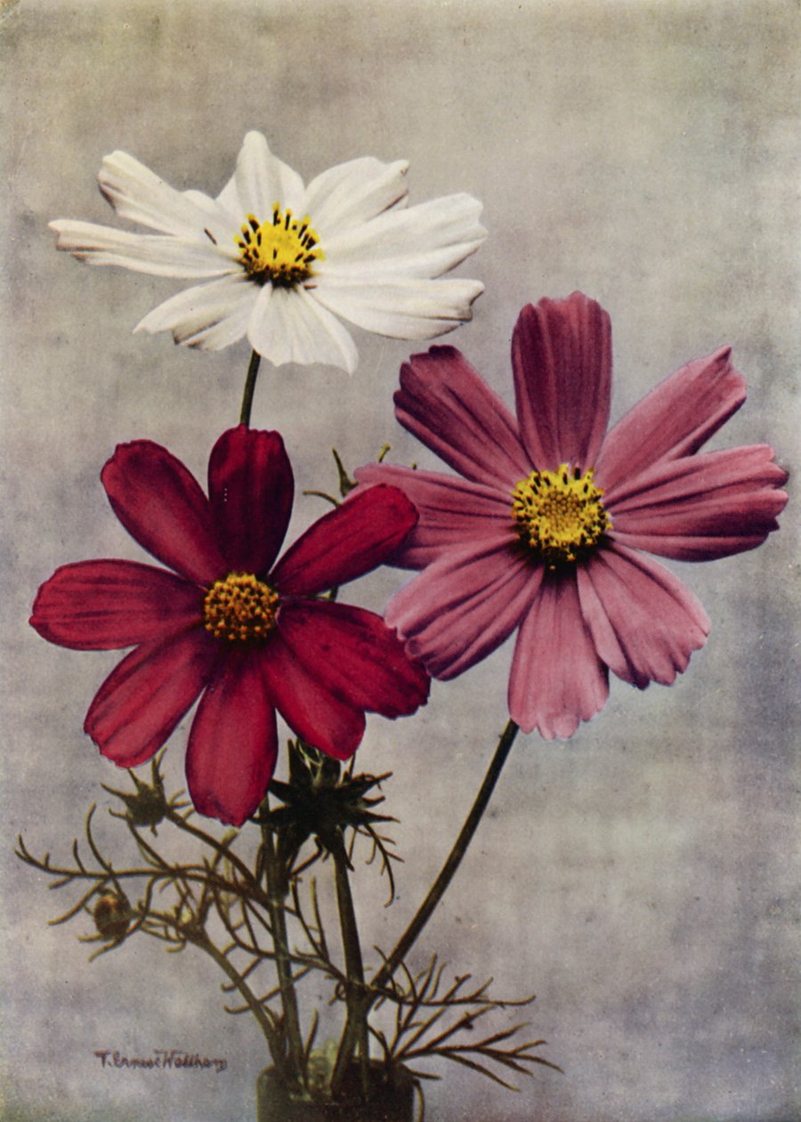 Cosmos Bipinnatus by English Photographer