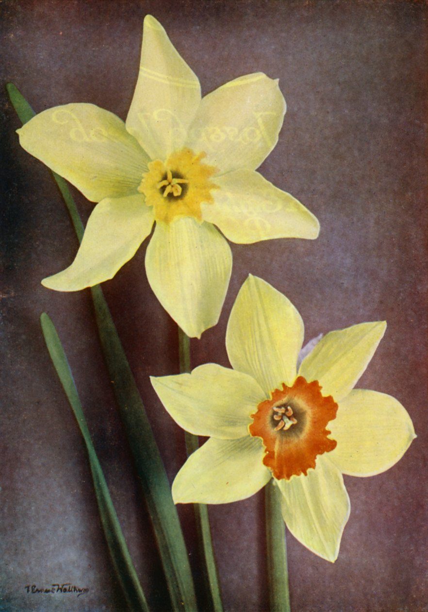 Daffodil by English Photographer
