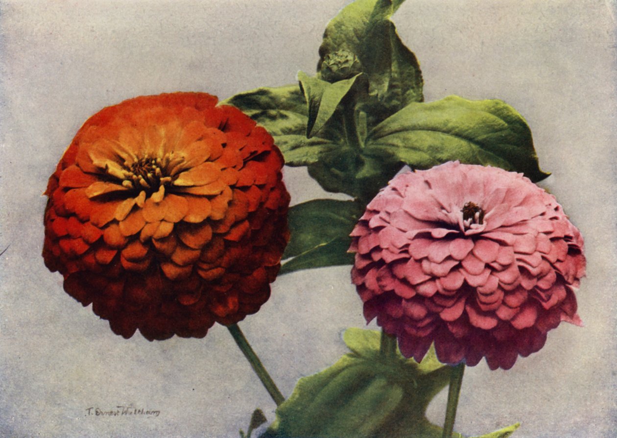 Double Zinnias by English Photographer