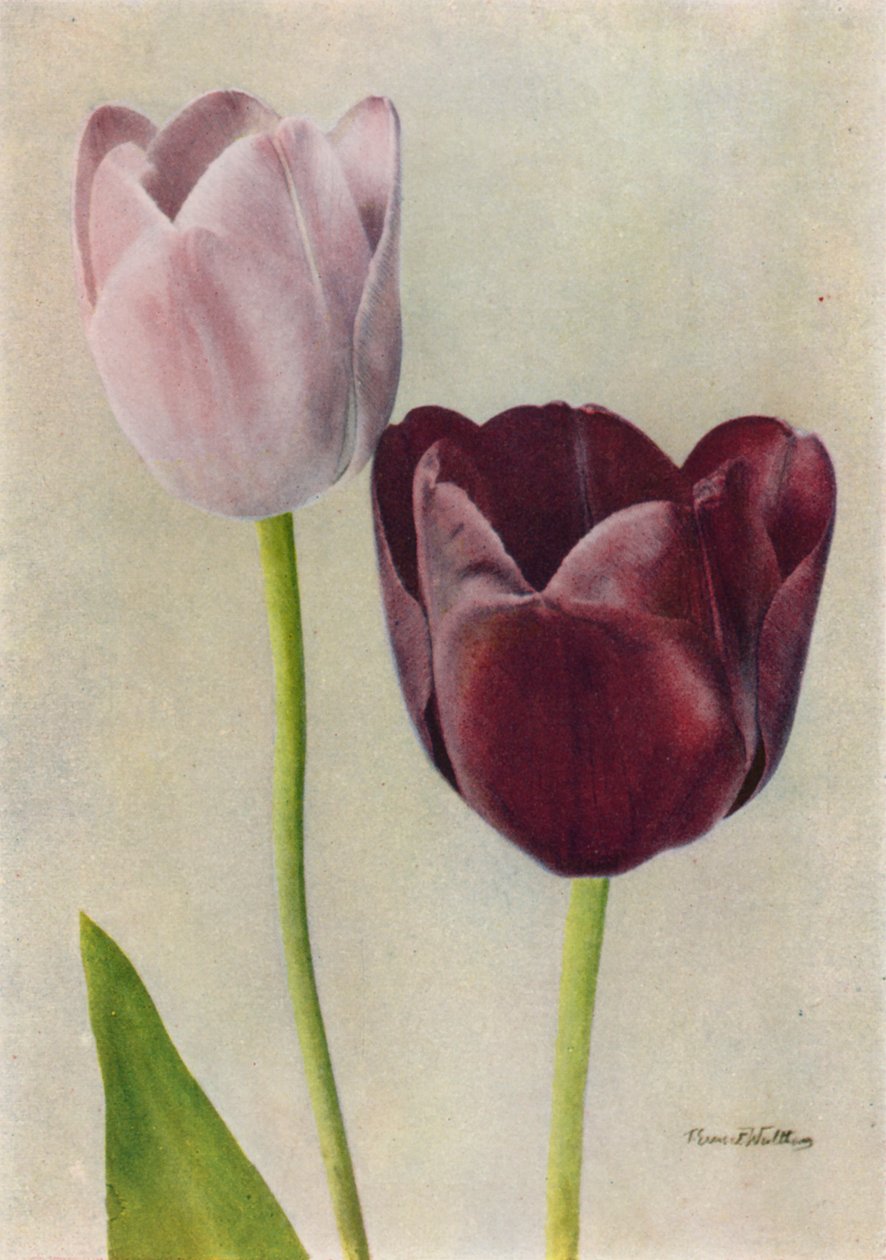 Euterpe and Frans Hals by English Photographer