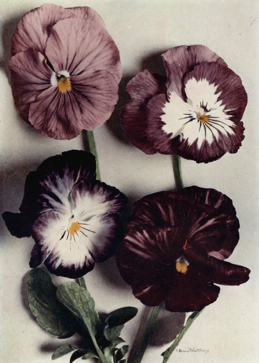 Fancy Violas, Louie Granger, Mrs Chichester, Kate Houston, and Duke of Argyle by English Photographer