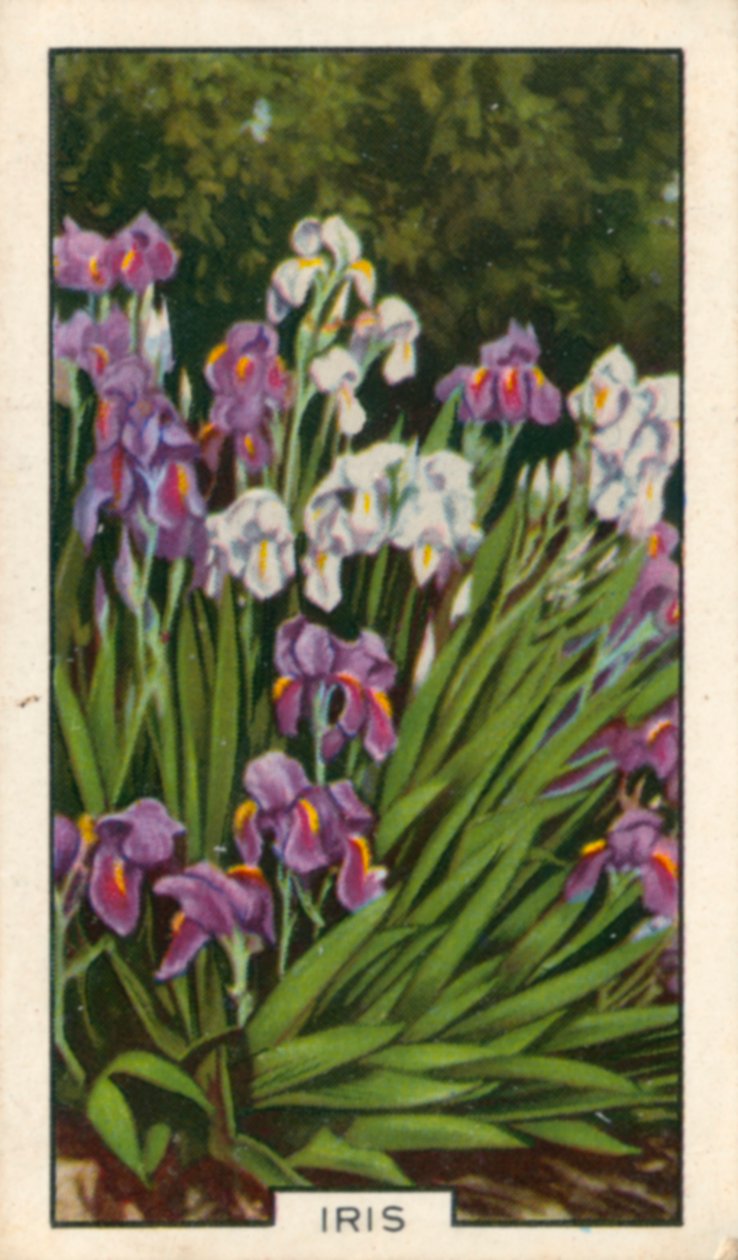 Garden Flowers: Iris by English Photographer