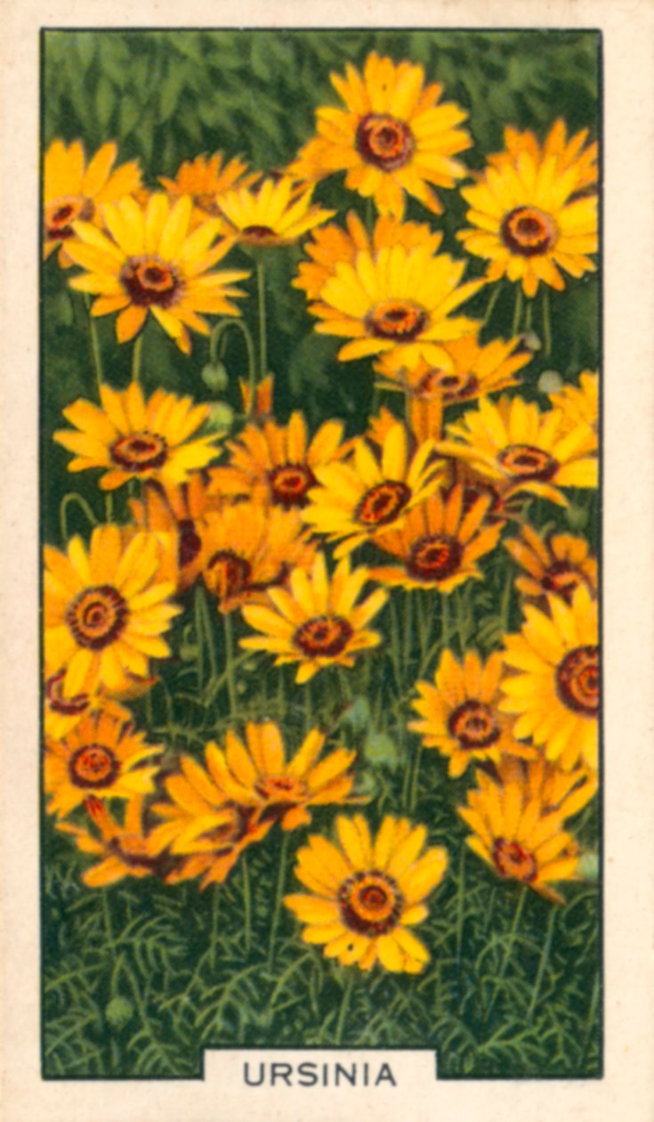 Garden Flowers: Ursinia by English Photographer