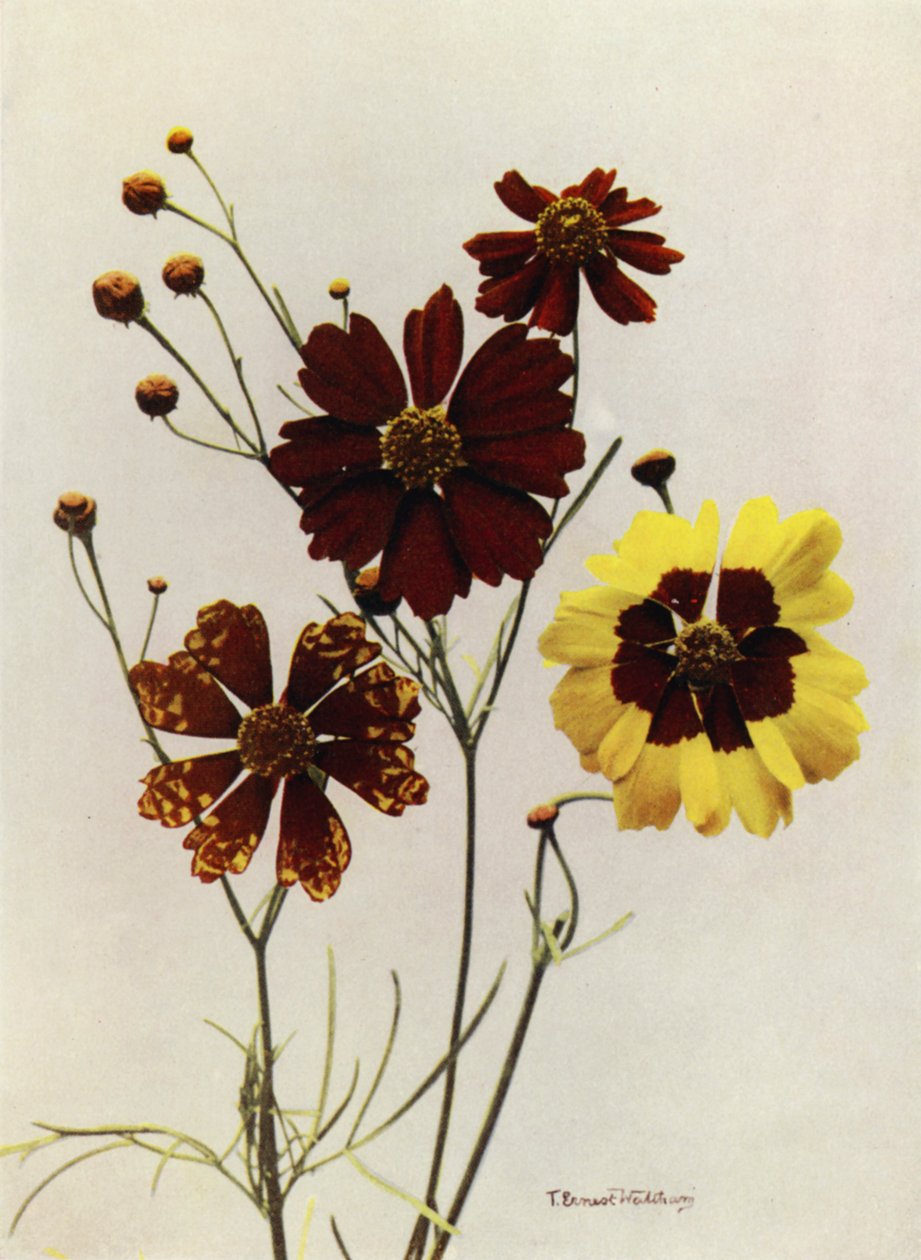 Garden Varieties of Coreopsis Drummondii and C Tinctoria by English Photographer