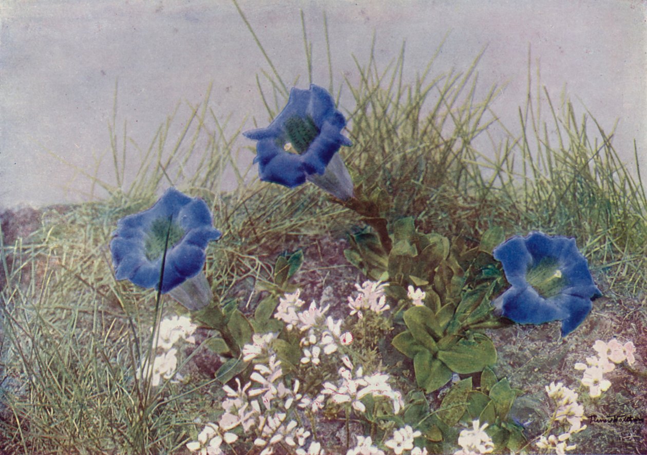 Gentiana Acaulis and Draba Dediana by English Photographer