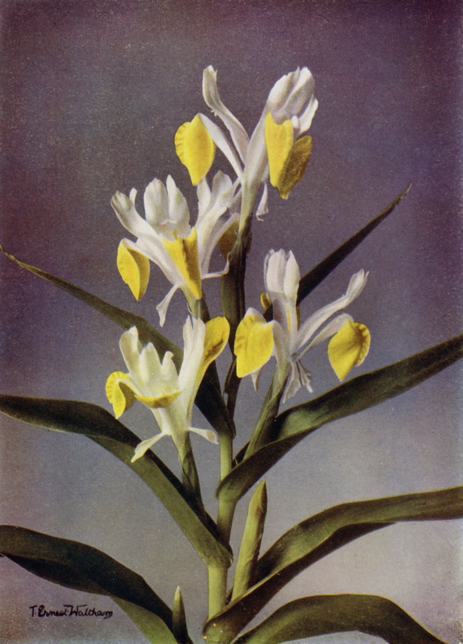 I Bucharica, A Typical Juno Iris by English Photographer