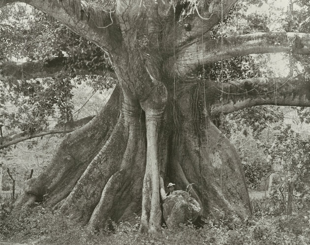 Jamaica: Tom Cringles Cotton Tree, Spanish Town Road by English Photographer