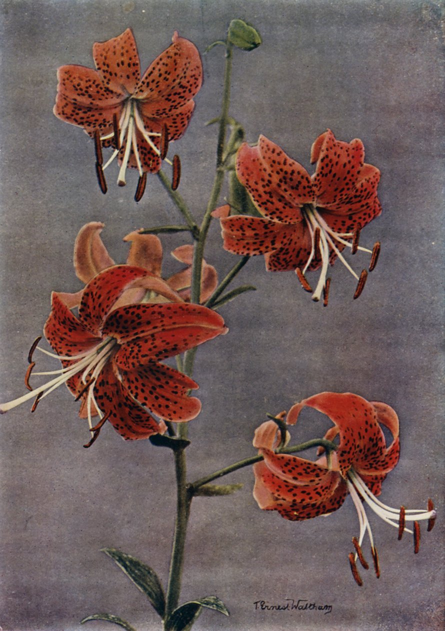 L Maximowiczii by English Photographer