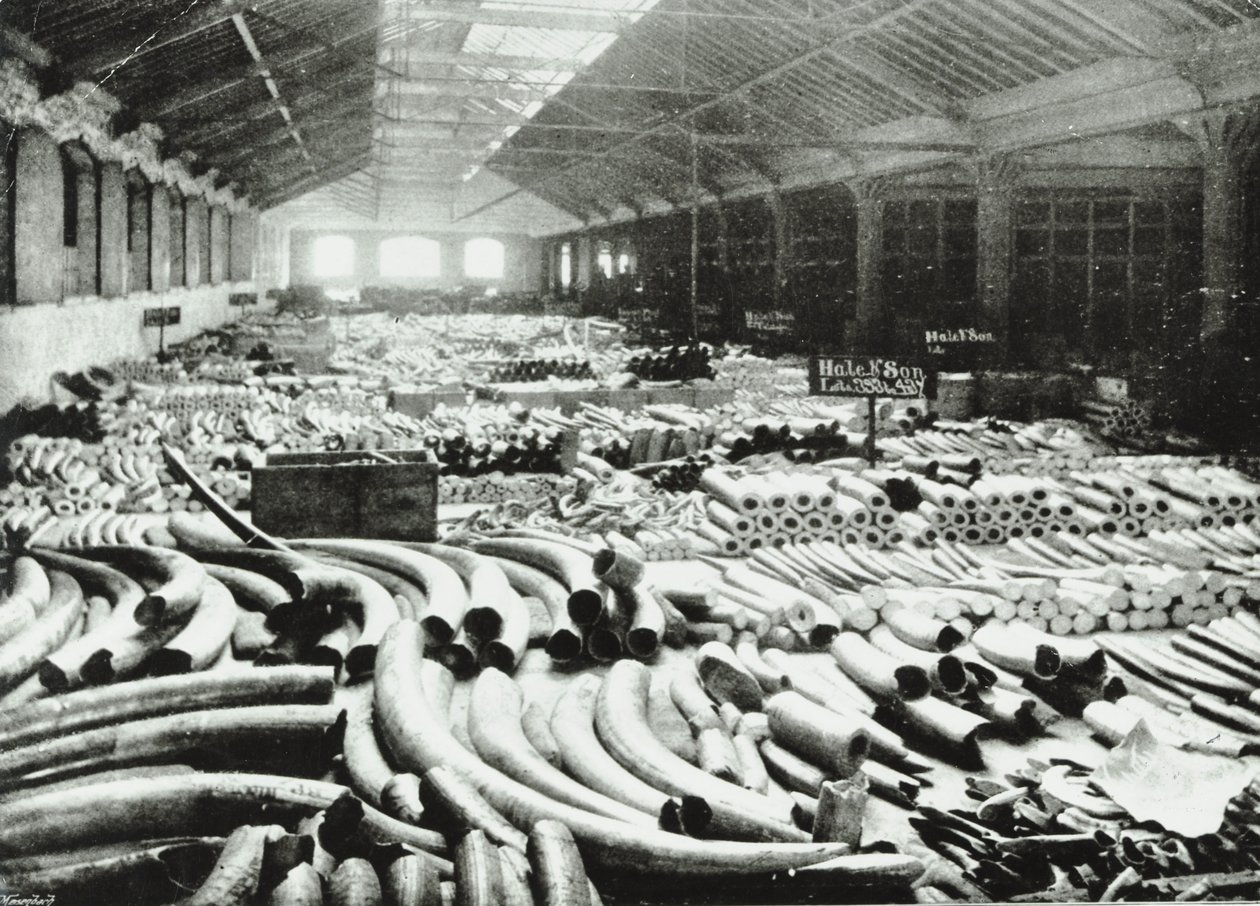 London Docks: Ivory Warehouse, 1895 by English Photographer
