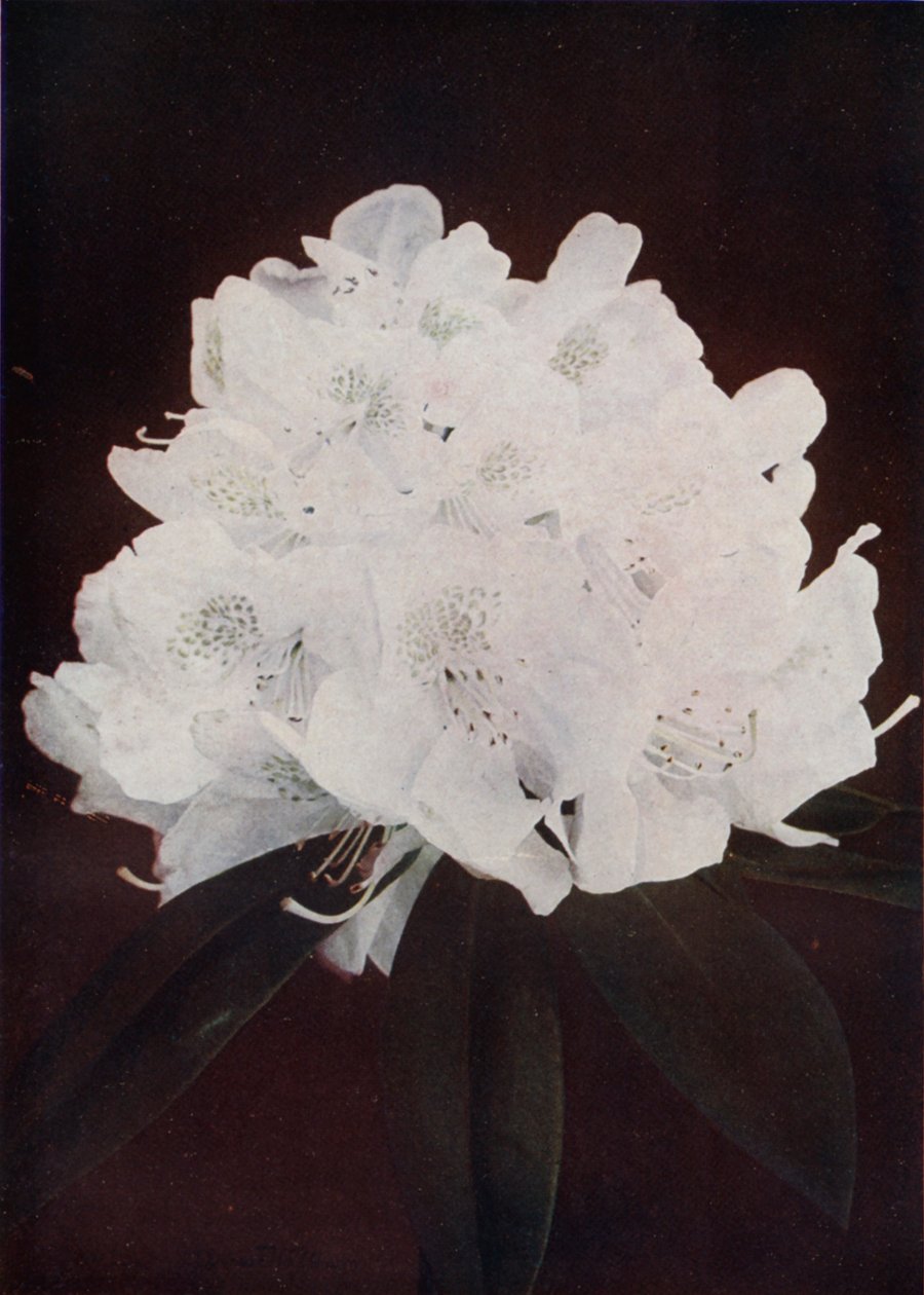 Madame Carvalho by English Photographer