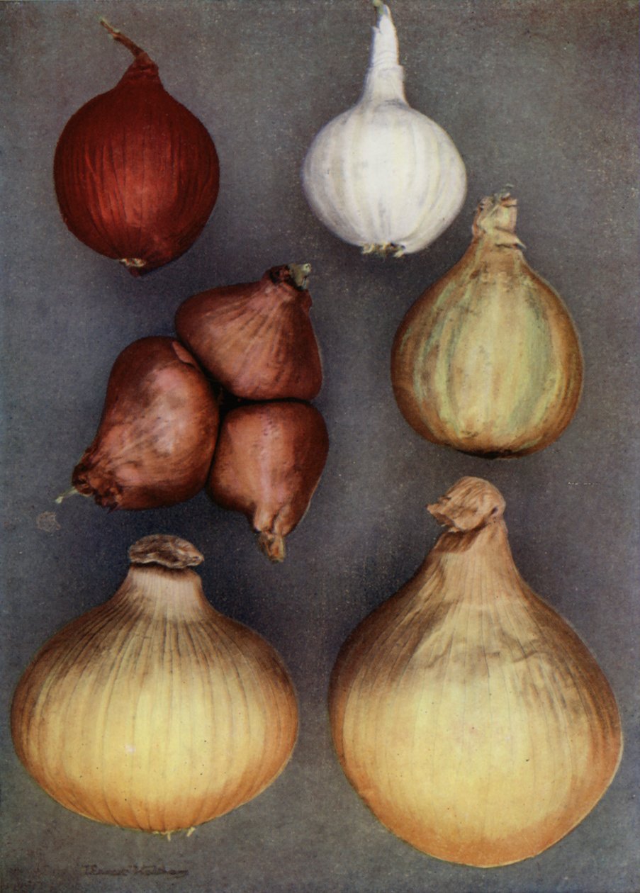 Onions by English Photographer