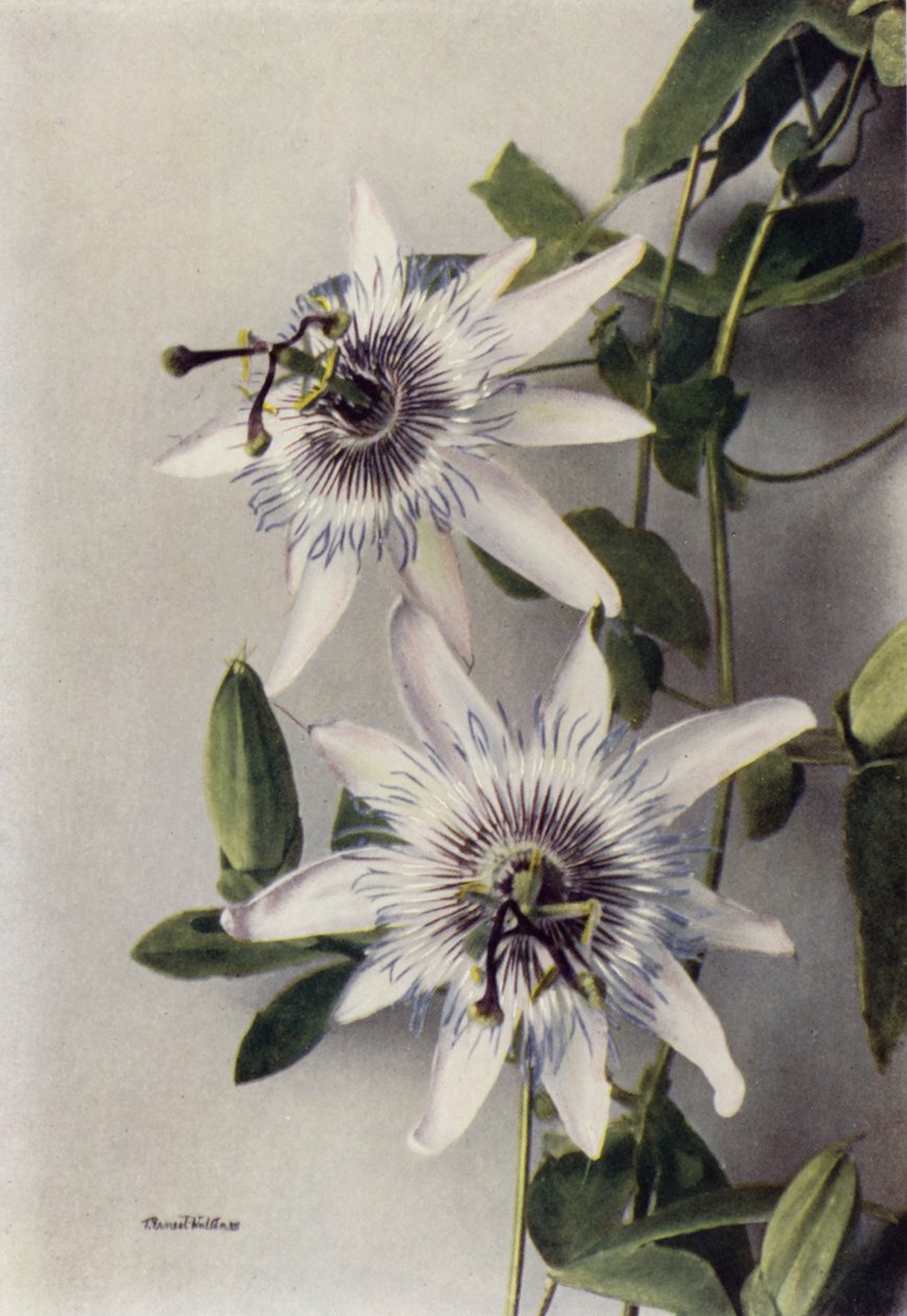 Passiflora Coerulea, Constance Elliott by English Photographer