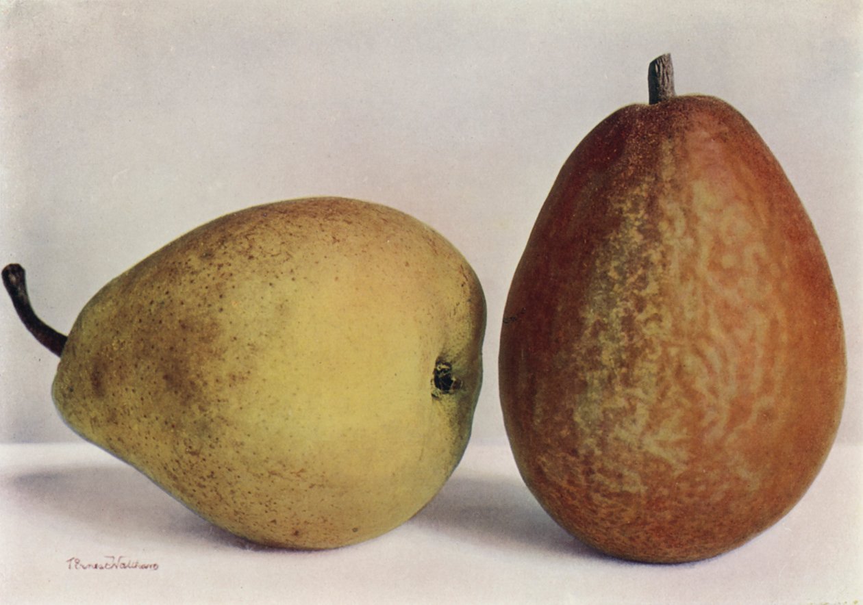 Pears, Emile d
