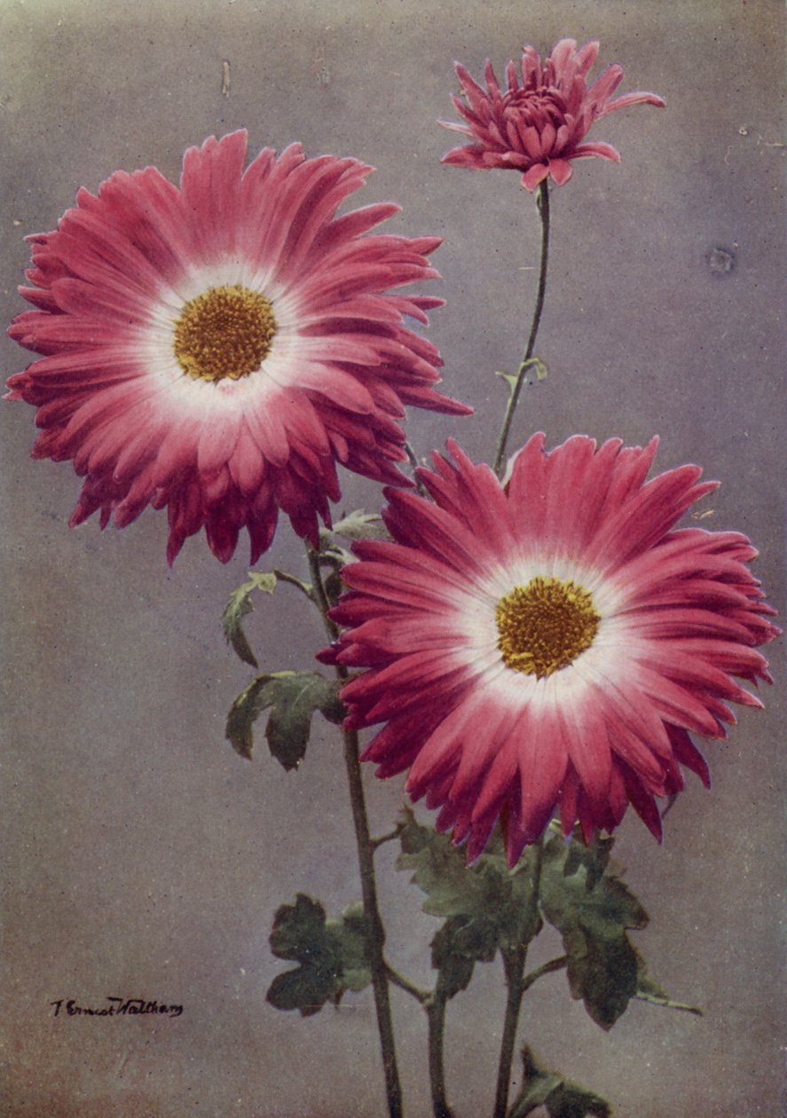 Percy Arnold by English Photographer