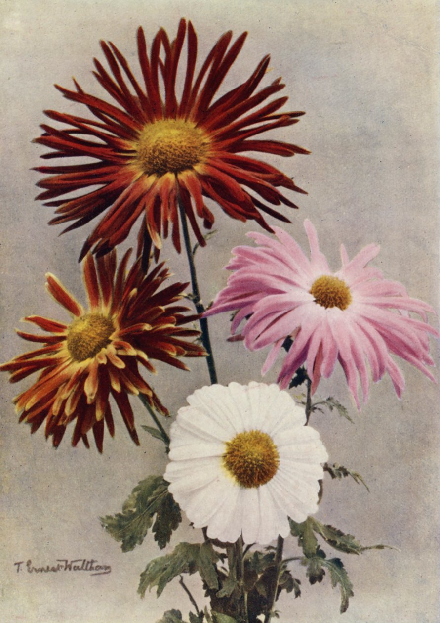 Types of Single Flowers by English Photographer