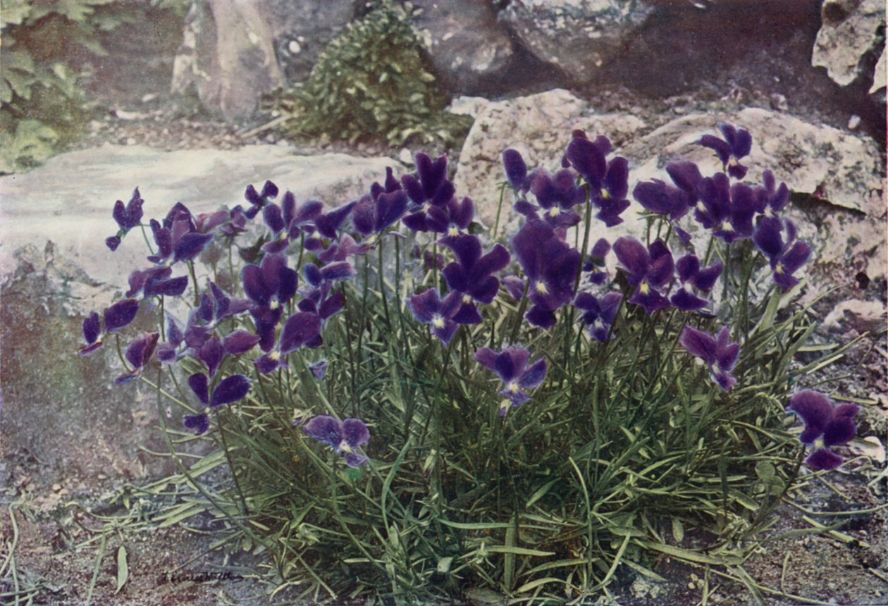 Viola Gracilis by English Photographer