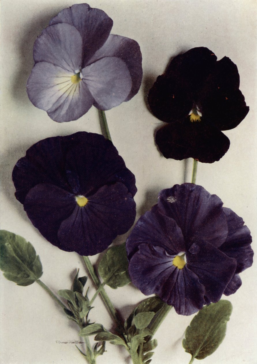Violas, Maggie Mott, Admiral of the Blues, Archibald Grant, and Jenny M