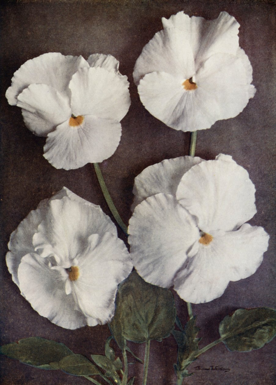 Violas, Purity, Mrs H Pearce, Mad A Gray, and Snowflake by English Photographer