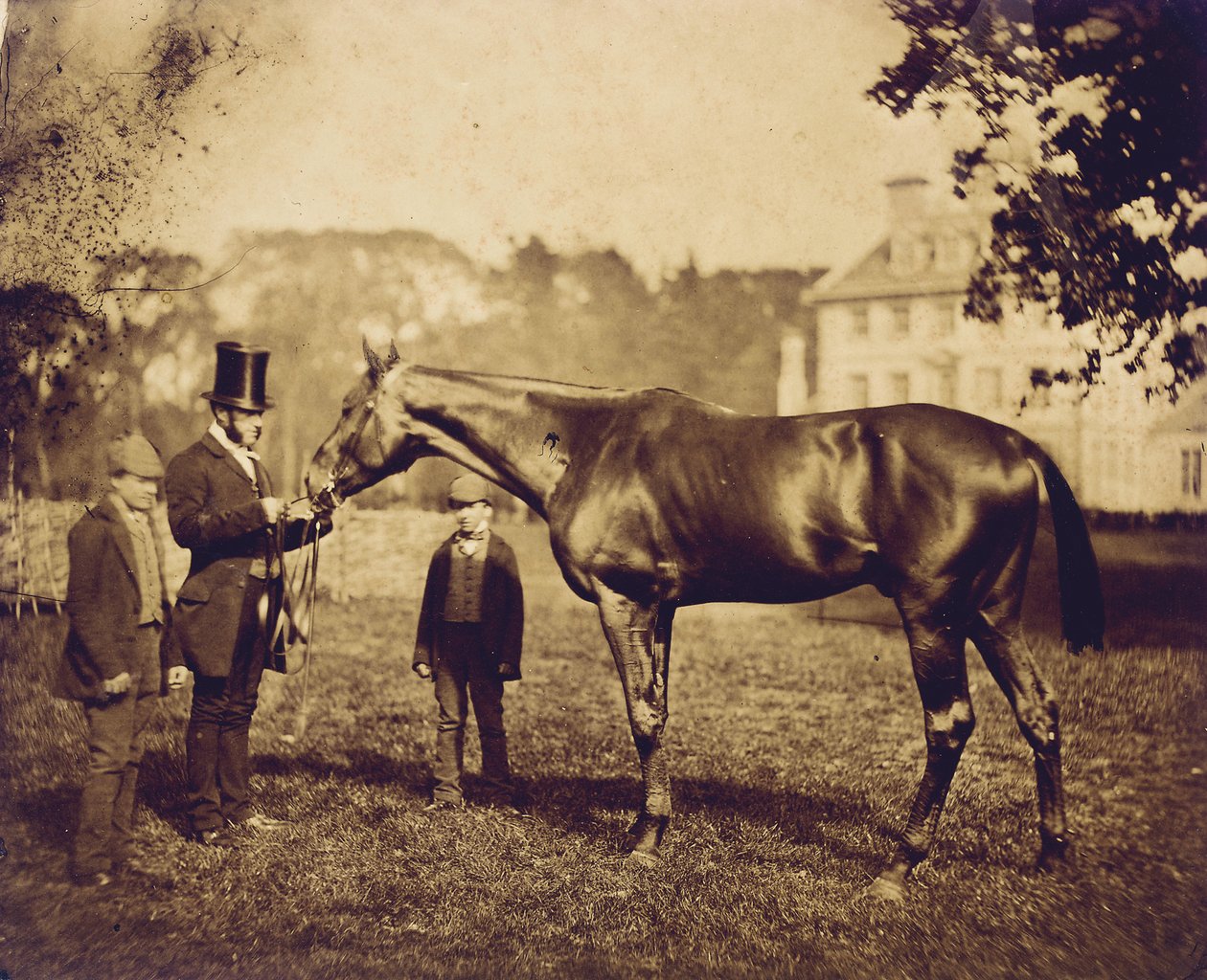 Wild Dayrell, Winner of the Derby in 1856 by English Photographer