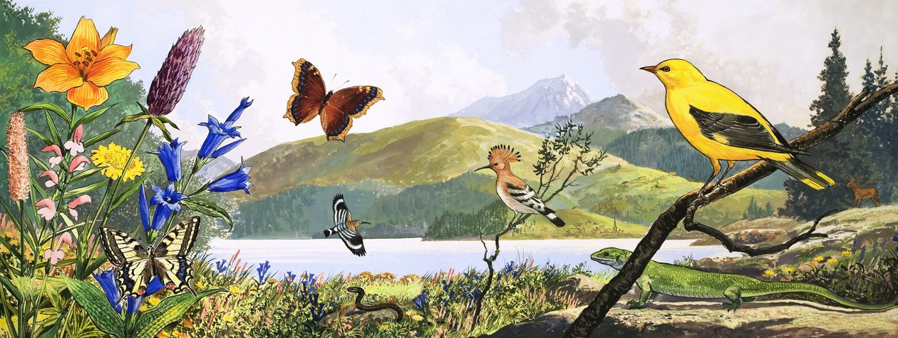 Wildlife of Central Europe, Illustration from Nature