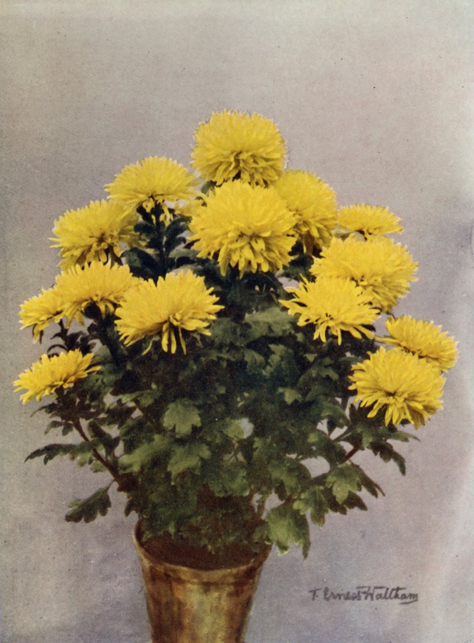 Yellow Caprice of Spring by English Photographer