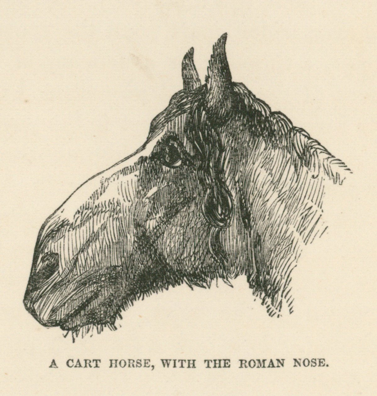A Cart Horse with the Roman Nose by English School