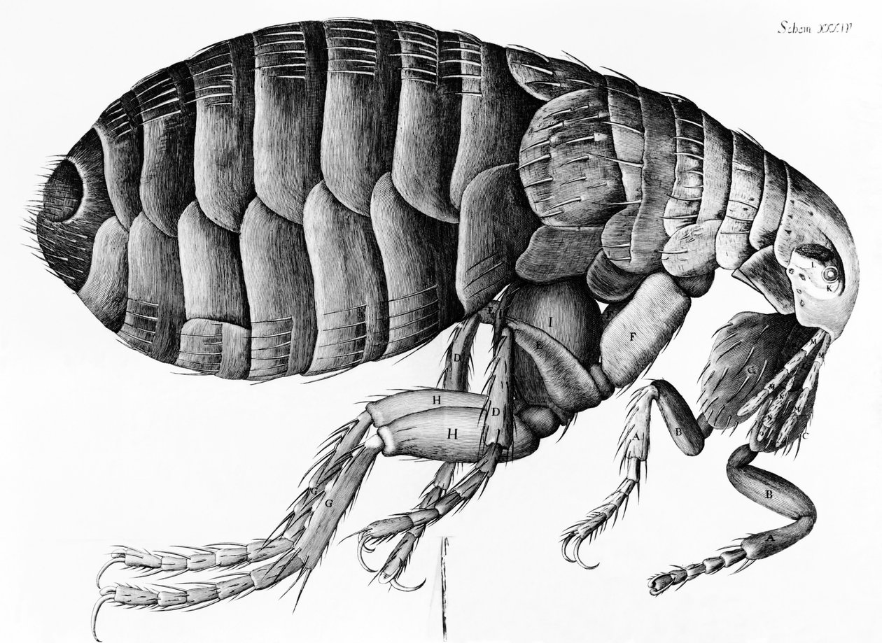 A Flea from Microscope Observation by Robert Hooke (1635-1703), 1665 by English School