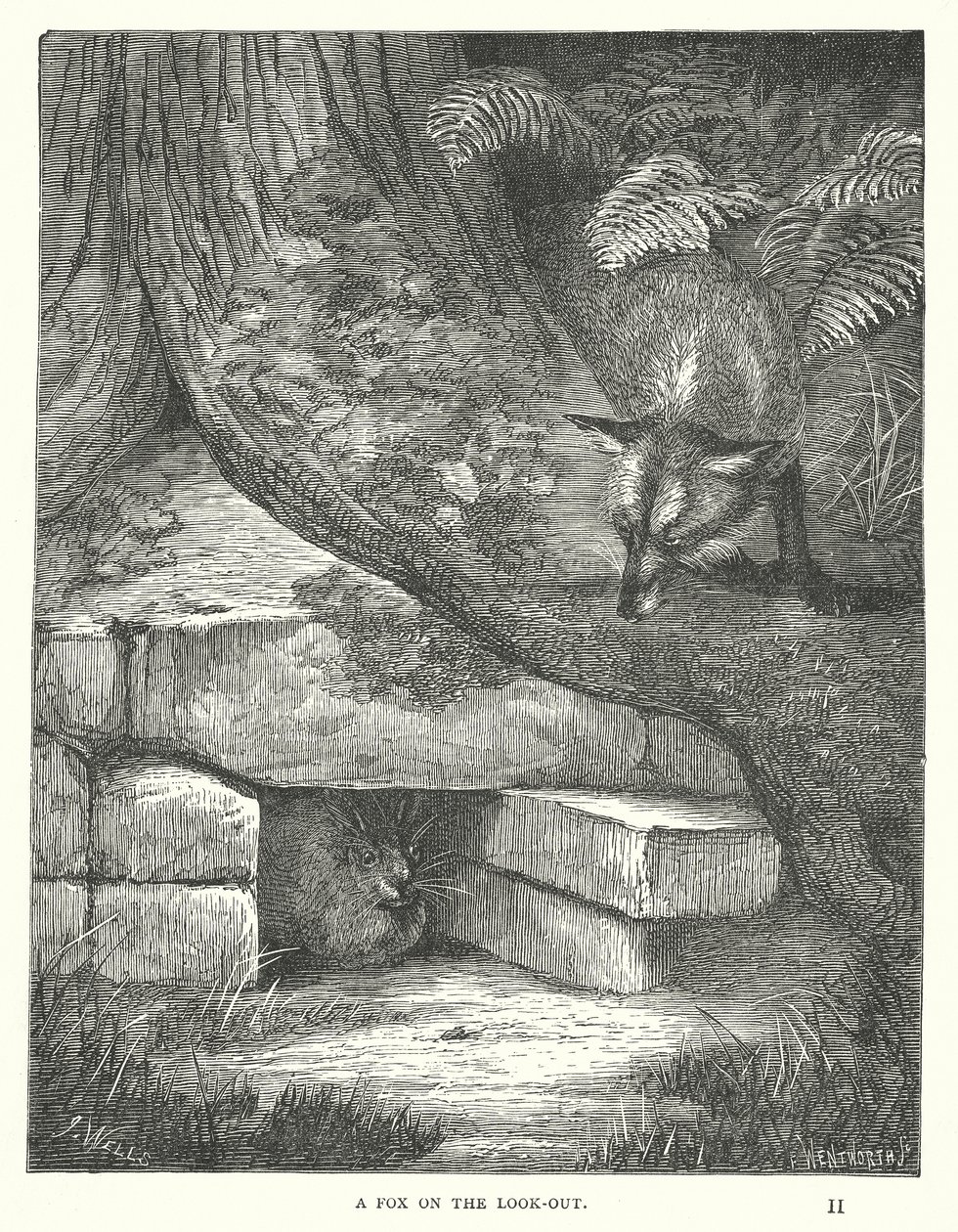 A Fox on the Look-Out by English School